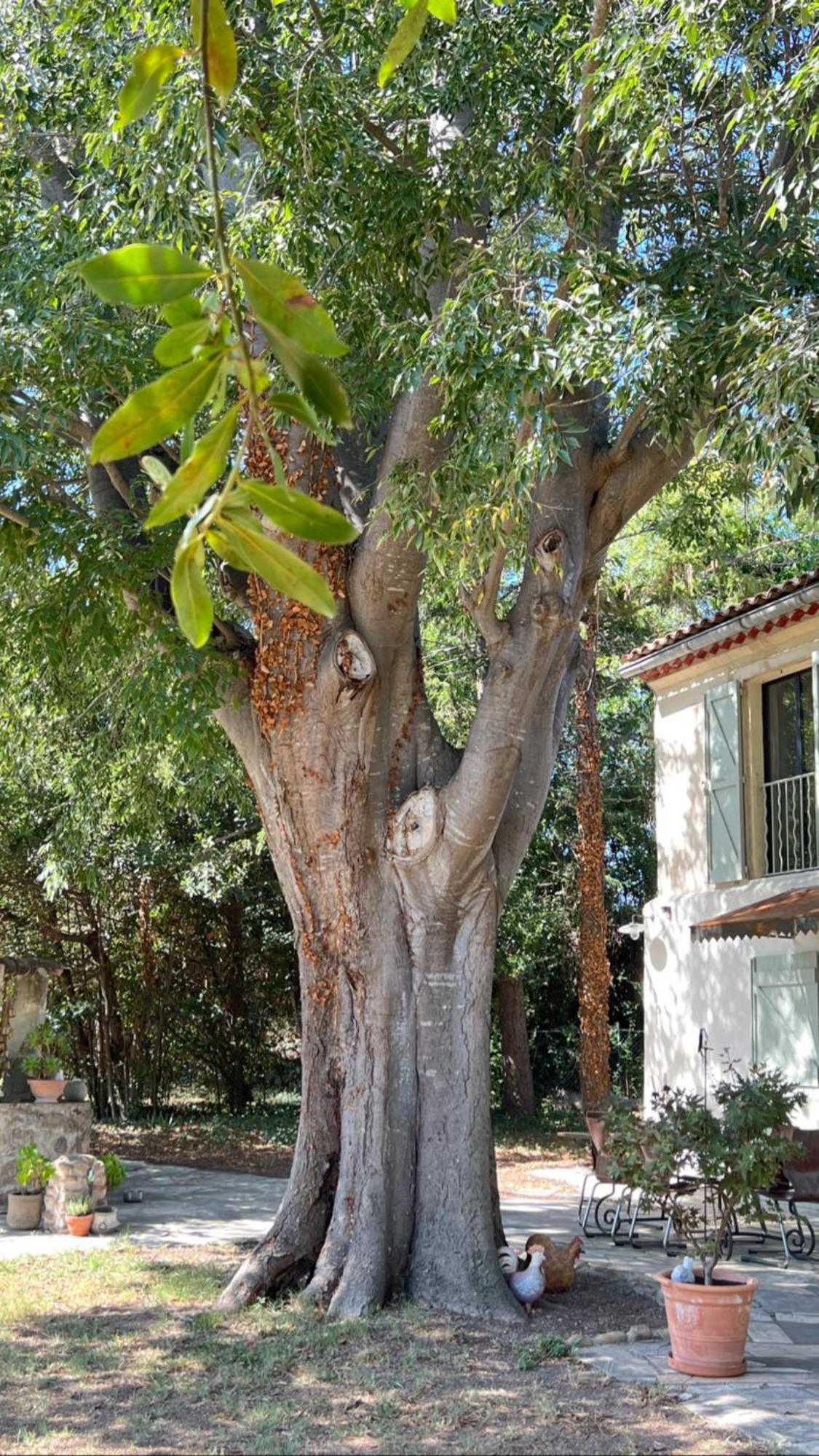 Alpilles Camargue Mas Falabrego Raphele Экстерьер фото